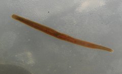 Erpobdella octoculata