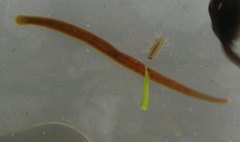 Erpobdella octoculata