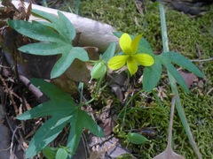 Viola lobata