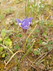 Moraea sisyrinchium