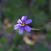 Stiff Blue-eyed Grass - Photo (c) avocat, some rights reserved (CC BY-NC), uploaded by avocat