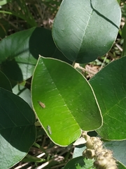 Croton elegans