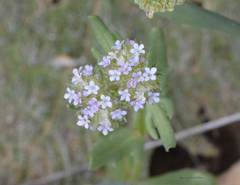 Valeriana tuberosa