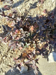 Tradescantia pallida