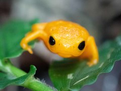 Brachycephalus rotenbergae