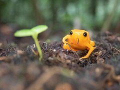 Brachycephalus rotenbergae