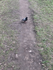 Columba livia domestica