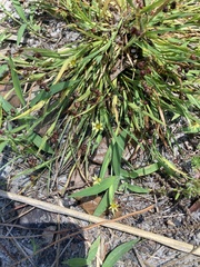 Sisyrinchium rosulatum