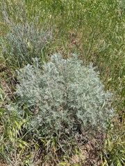 Artemisia taurica