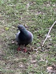Columba livia domestica