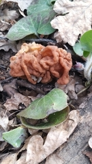 Gyromitra gigas