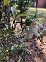 Exobasidium camelliae