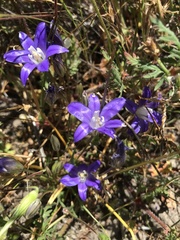 Brodiaea terrestris