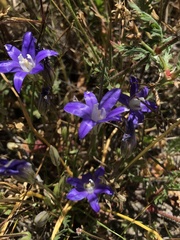 Brodiaea terrestris