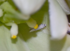 Tegeticula yuccasella