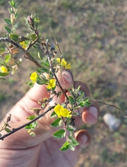 Crotalaria filipes