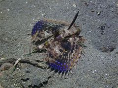 Dactyloptena orientalis