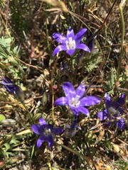 Brodiaea terrestris