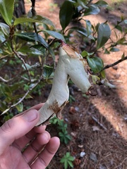 Exobasidium camelliae