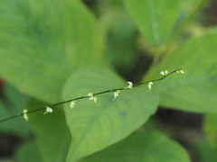Persicaria limbata