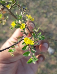 Crotalaria filipes