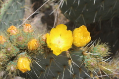Opuntia perotensis