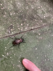 Carabus monilis