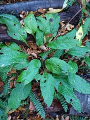 Adenocaulon chilense