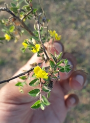 Crotalaria filipes