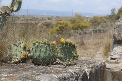 Opuntia perotensis
