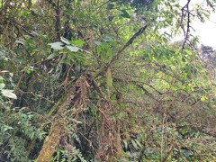 Phlegmariurus phylicifolius