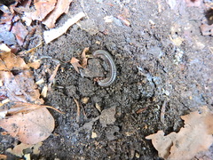 Cylindroiulus londinensis