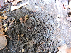 Cylindroiulus londinensis