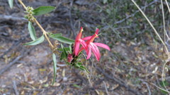 Justicia xylosteoides