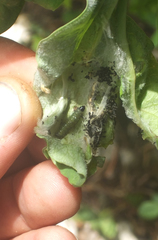 Haritalodes
