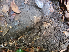 Arthurdendyus triangulatus