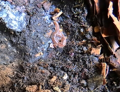 Arthurdendyus triangulatus