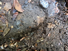 Arthurdendyus triangulatus