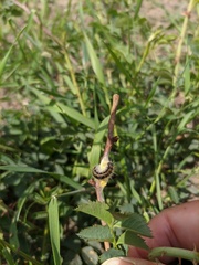 Aporia crataegi