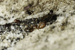 Pheidole capensis