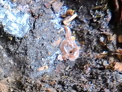 Arthurdendyus triangulatus