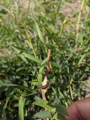 Aporia crataegi