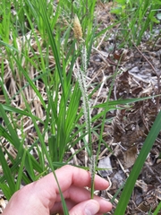 Carex acutiformis