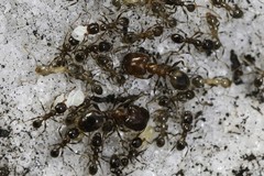 Pheidole capensis