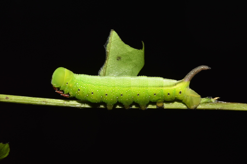 Comma Nephele