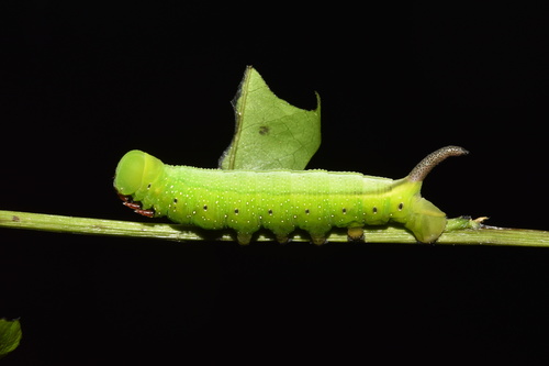 Comma Nephele