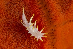 Okenia picoensis