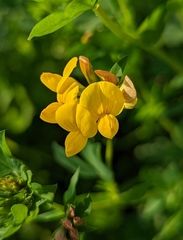 Lotus corniculatus corniculatus