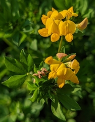Lotus corniculatus corniculatus