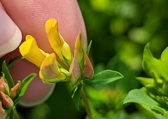 Lotus corniculatus corniculatus